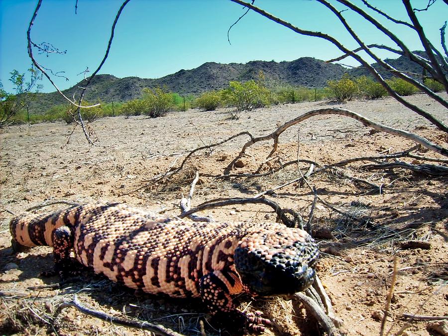 Gila Monster in the Arizona Sonoran Desert Photograph by Judy Kennedy