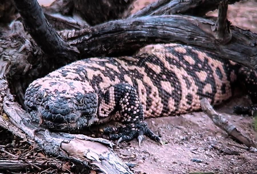 Gila Monster Under Creosote Bush Photograph by Judy Kennedy