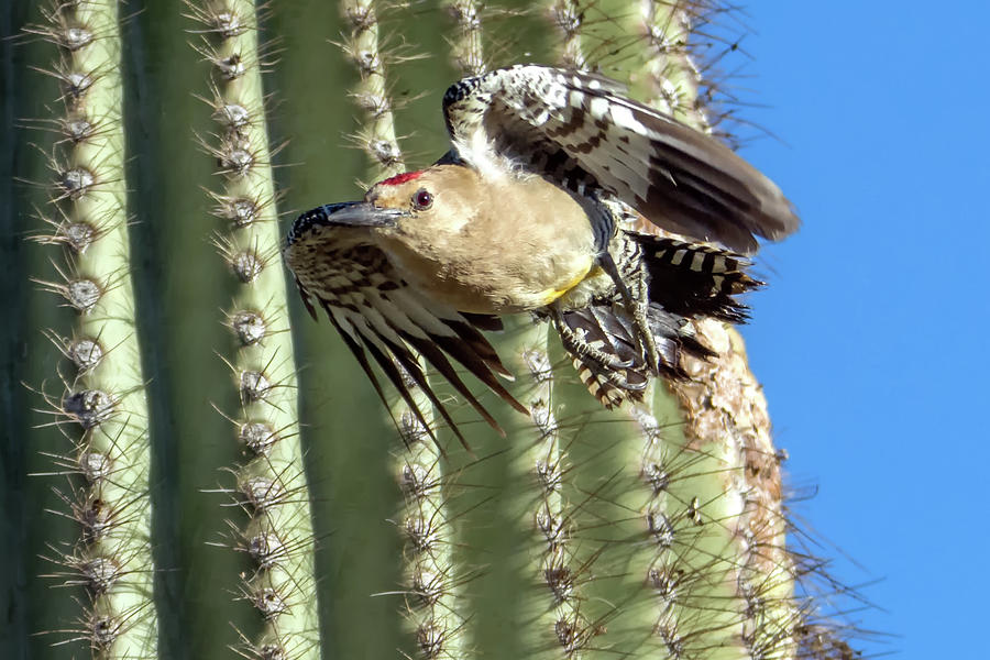 Gila Woodpecker 7651-042119-1cr Photograph by Tam Ryan