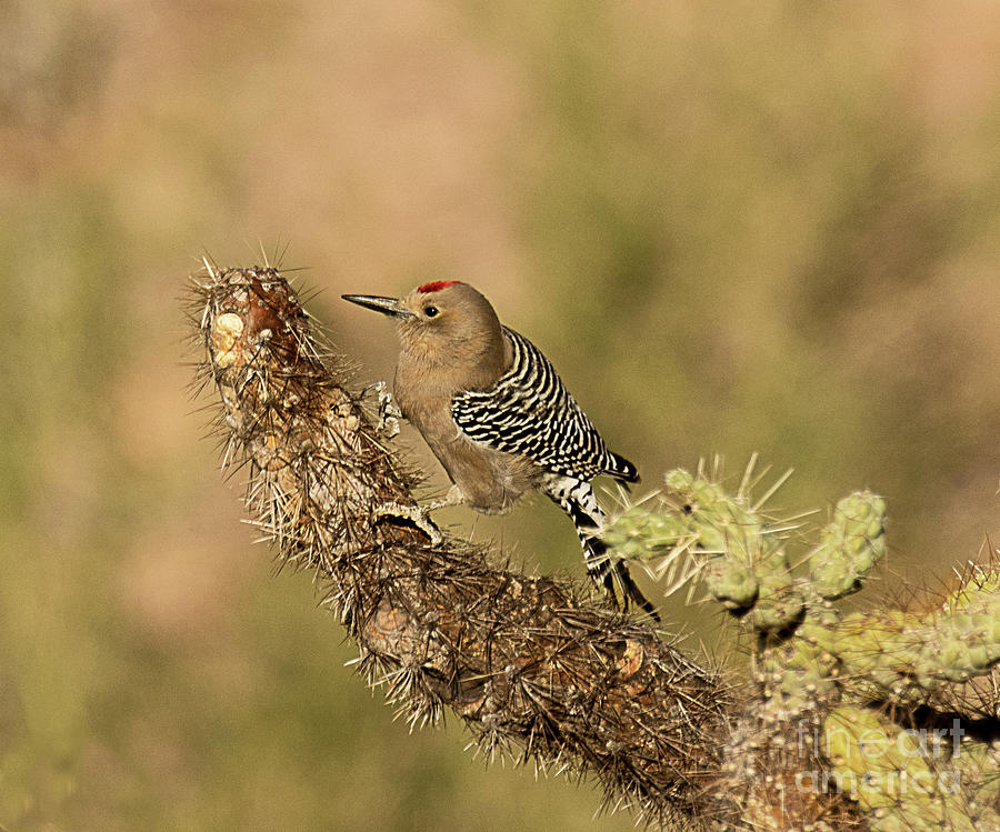 Gila Woodpecker Photograph by Dennis Hammer