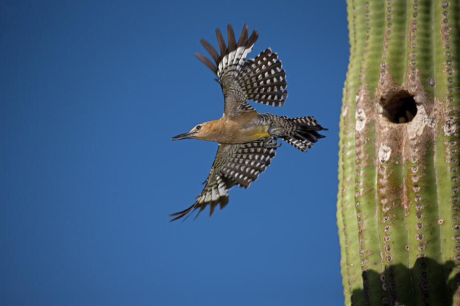 Gila Woodpecker, Emerging From Nest In Saguaro Cactus Photograph by ...