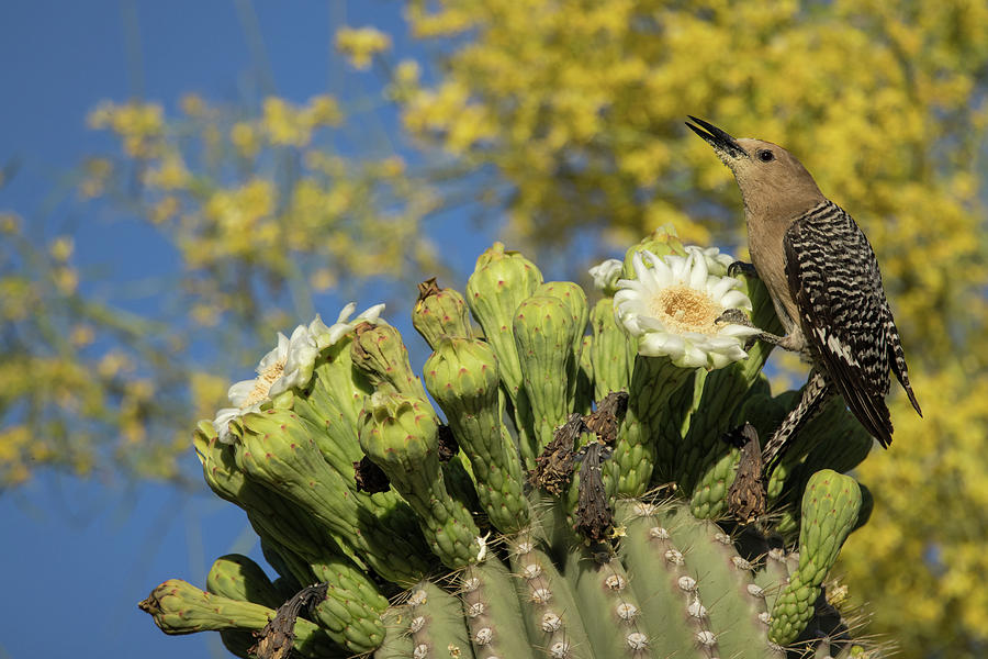 Gila Woodpecker Feeding On Nectar From Saguaro Cactus Photograph by ...