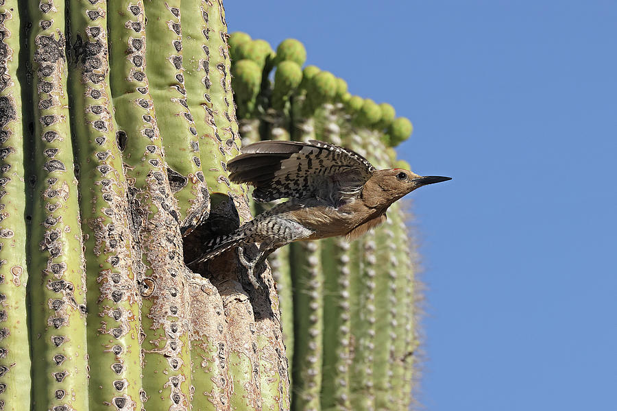 Gila Woodpecker Flying From Nest In Saguaro Cactus, Sonoran Photograph ...