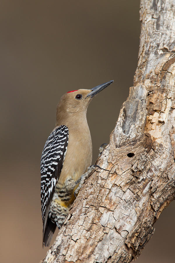 Gila Woodpecker Photograph by James Zipp