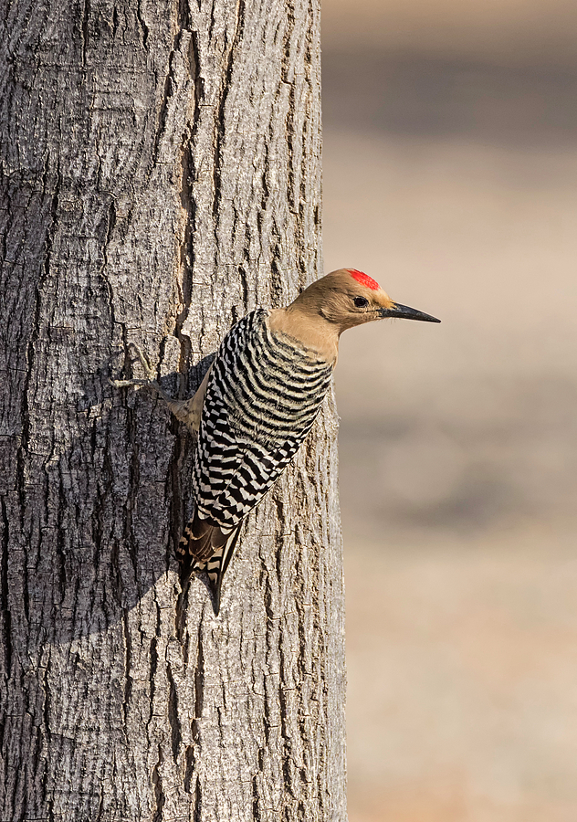 Gila Woodpecker on a Tree Photograph by Loree Johnson