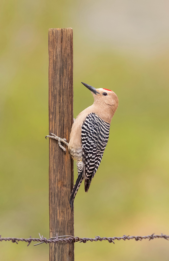 Gila Woodpecker on the Fence Photograph by Loree Johnson