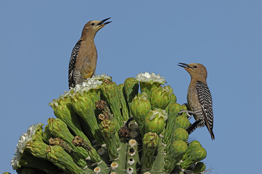 Gila Woodpecker Pair Feeding On Saguaro Cactus Blossom Photograph by ...