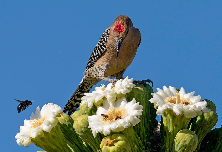 Gila Woodpecker. Photograph by Paul Martin