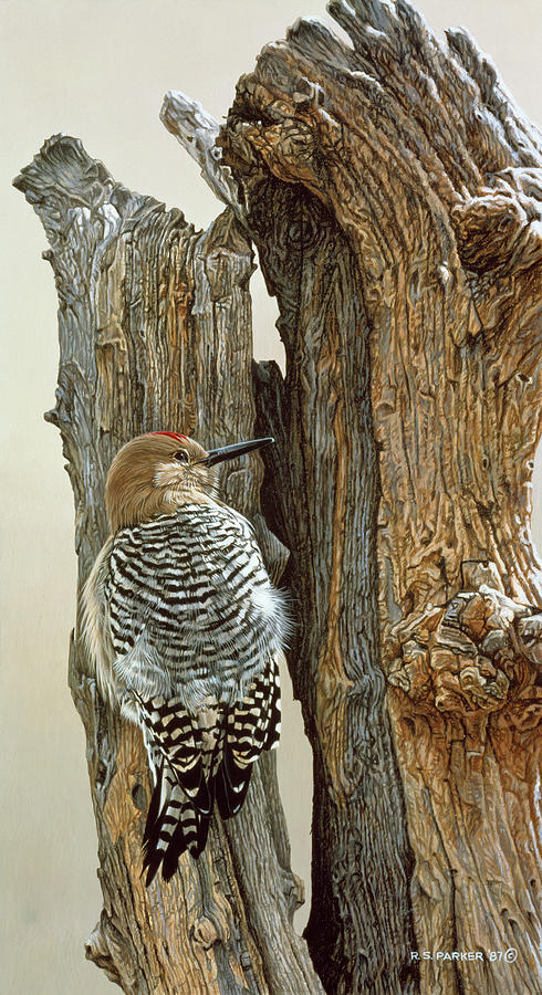 Gila Woodpecker Painting by Ron Parker
