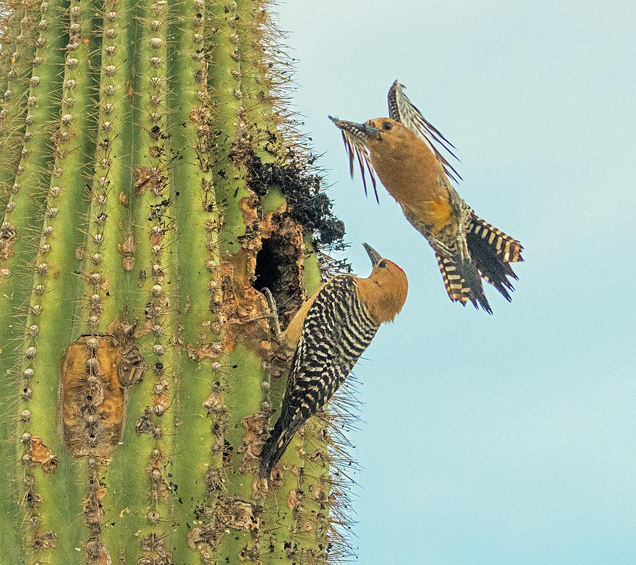 Gila Woodpeckers 6490-061319 Photograph by Tam Ryan