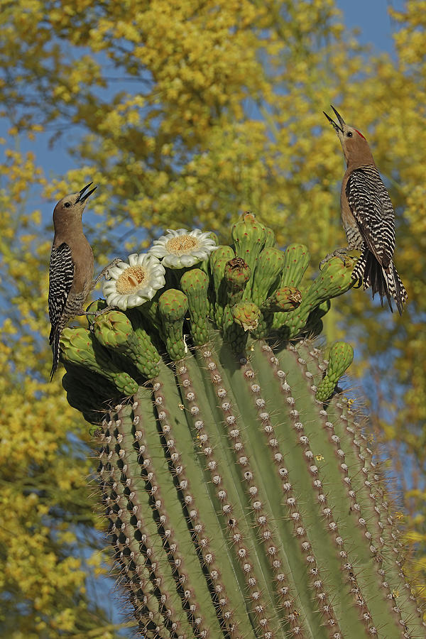 Gila Woodpeckers Feeding On Nectar And Insects From Saguaro Photograph ...