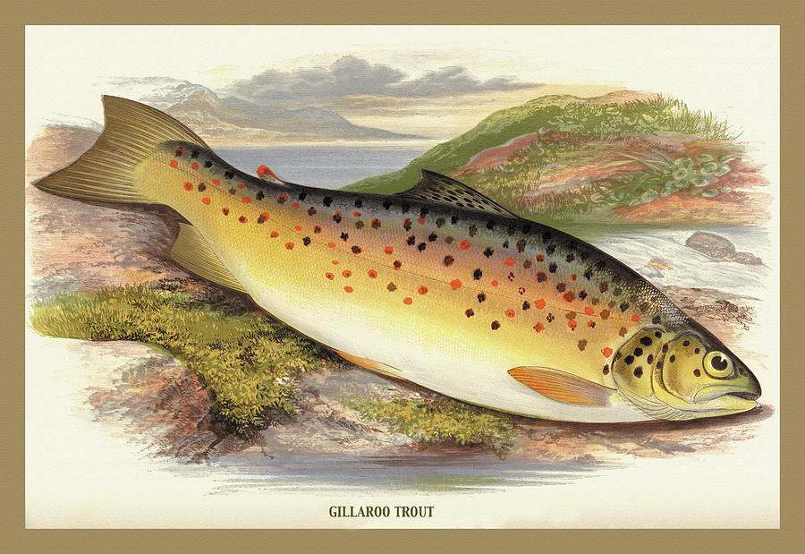 Gilaroo Trout Painting By A.f. Lydon - Fine Art America