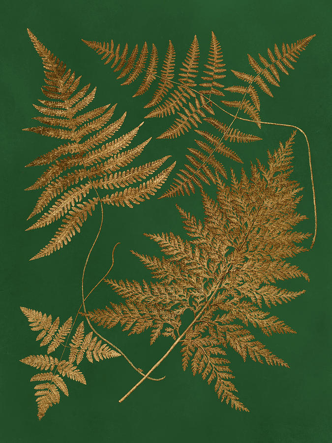 Ferns Painting - Gilded Ferns II by Vision Studio