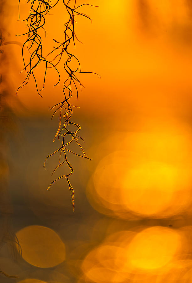 Gilded Moss Photograph by Tom Gresham