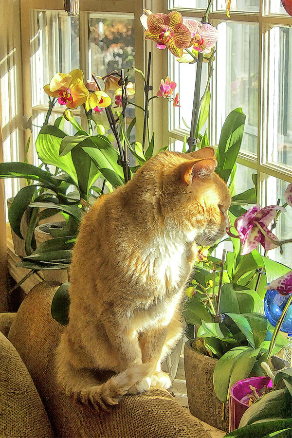Cat Photograph - Ginger Cat And Orchids by Constantine Gregory