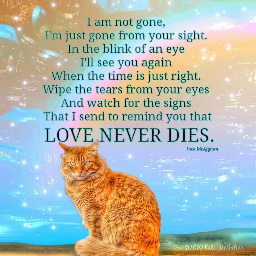 Ginger Cat Love Never Dies Digital Art by Kate McGahan | Fine Art America