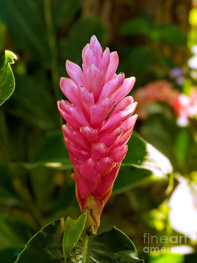 Ginger Flower in the Amazon Photograph by Julie Pacheco-Toye
