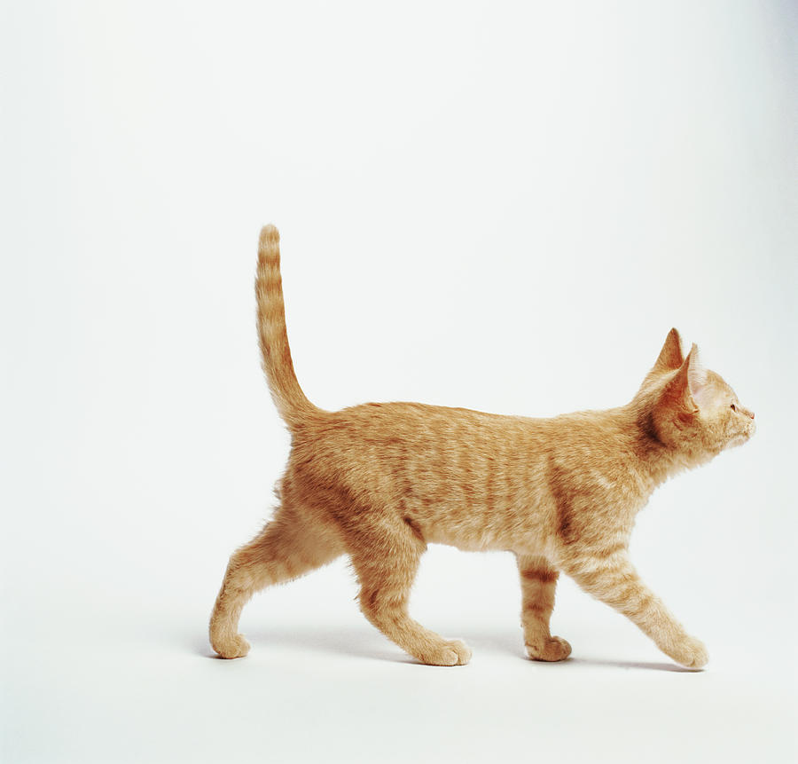 Ginger Kitten Walking With Tail Up Photograph by Gk Hart/vikki Hart