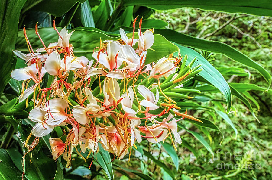 Ginger Lily by James Foshee Ginger Lily by James Foshee