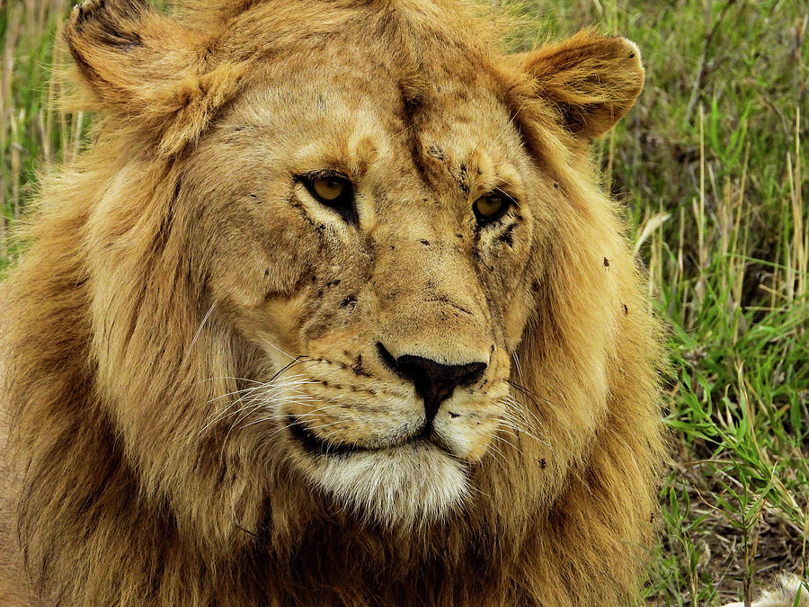 GINGER MALE LION by Elie Wolf GINGER MALE LION by Elie Wolf