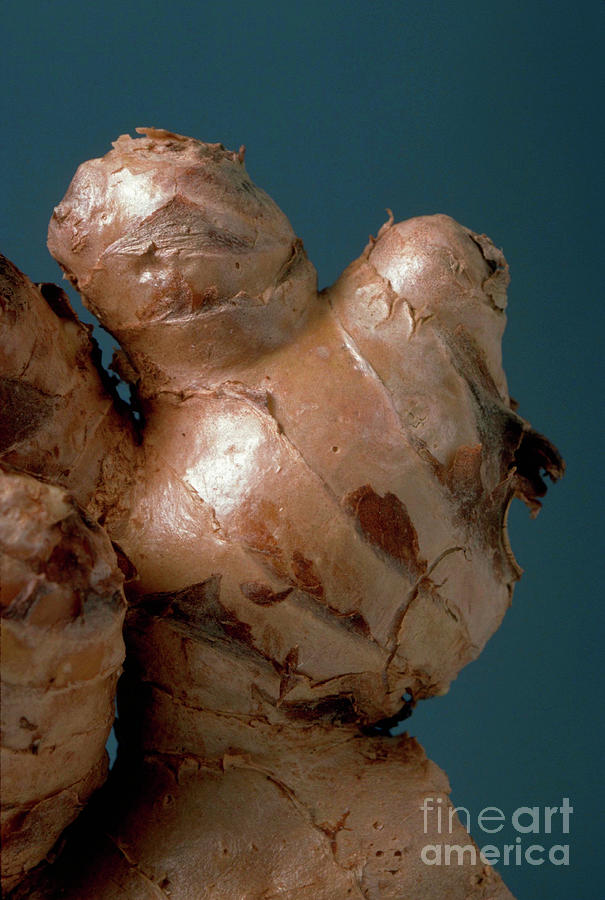 Ginger Photograph by Robert J Erwin/science Photo Library