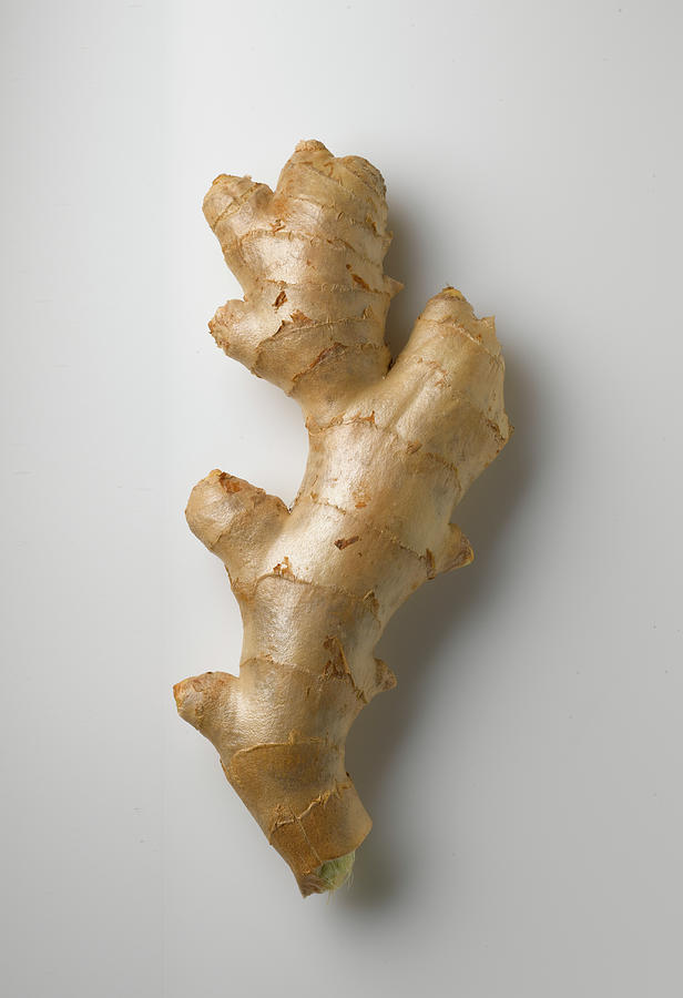 Ginger Root On White Photograph by Howard Bjornson