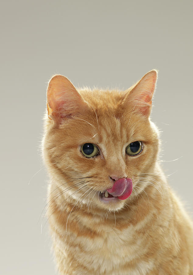 Ginger Tabby Cat Licking Top Of Nose Photograph by Michael Blann