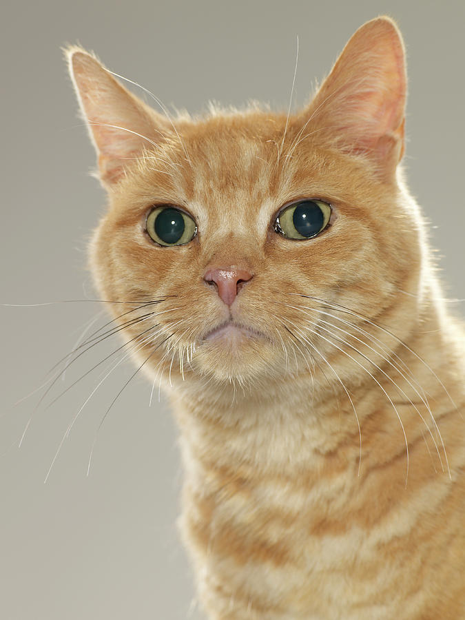 Ginger Tabby Cat, Portrait, Close-up Photograph by Michael Blann