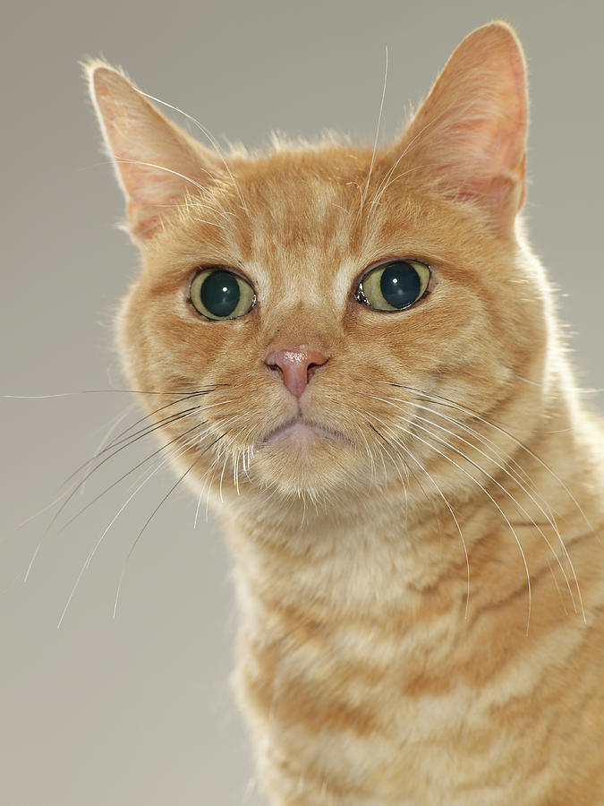 Ginger Tabby Cat Portrait Close up Photograph By Michael Blann