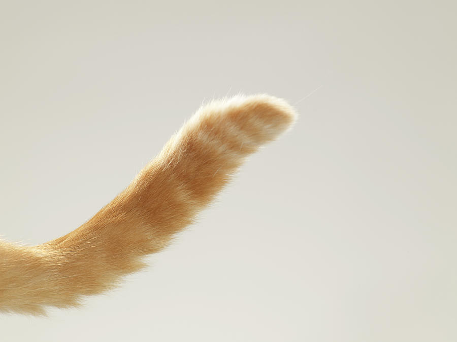 Ginger Tabby Cat Tail, Close-up Photograph by Michael Blann