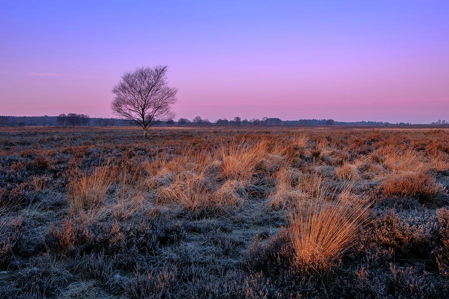 Ginkelse heide by Mario Visser Ginkelse heide by Mario Visser