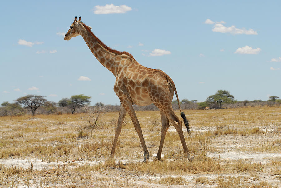 Girafe En Namibie Photograph by Teocaramel