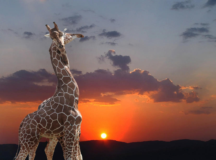 Girafes At Sunset Photograph by Anna Cseresnjes