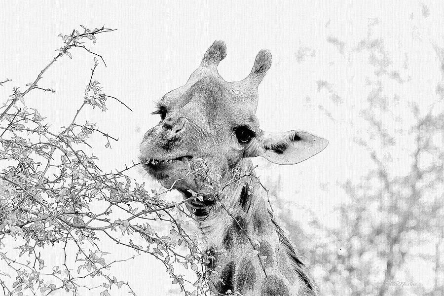 Giraffe 195 - Sketch by Ericamaxine Price Giraffe 195 - Sketch by Ericamaxine Price