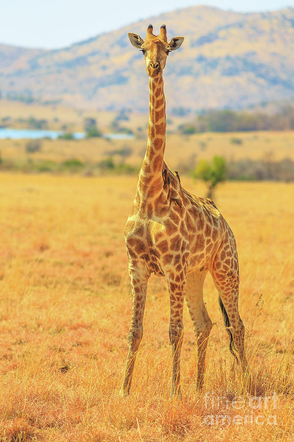 Giraffe african safari Photograph by Benny Marty