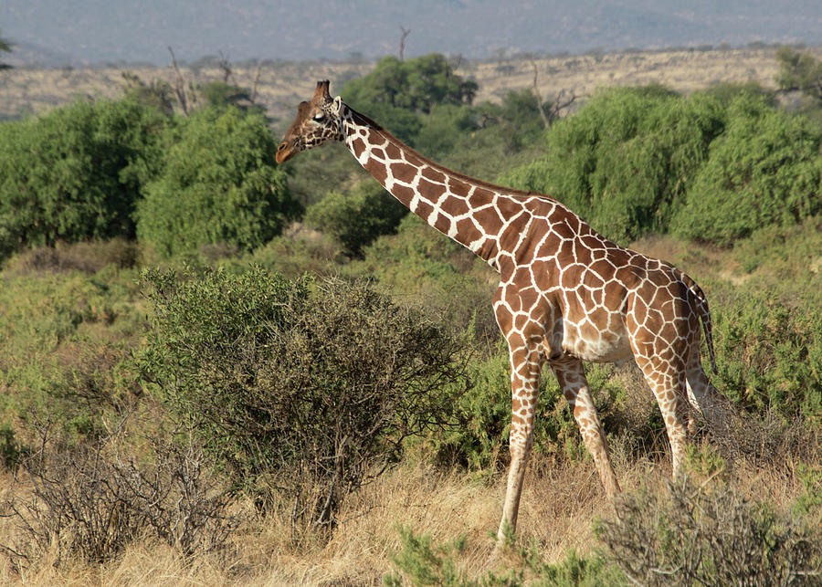 Giraffe Photograph by Amy Pooler - Fine Art America