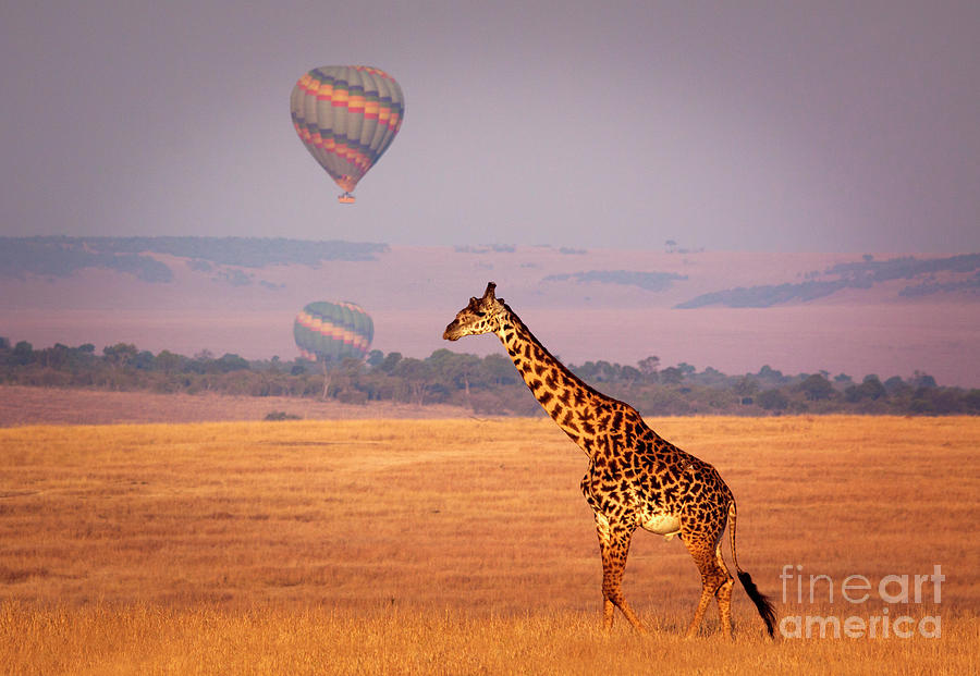 Giraffe And Balloon Photograph by Wldavies