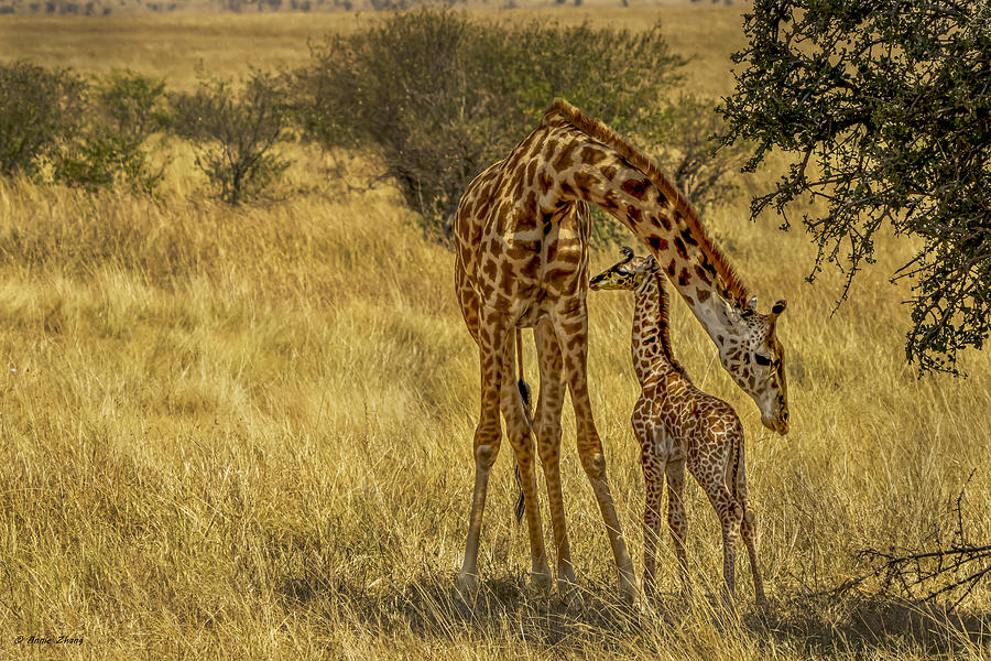 Giraffe And Her Baby Photograph by Annie Zhang