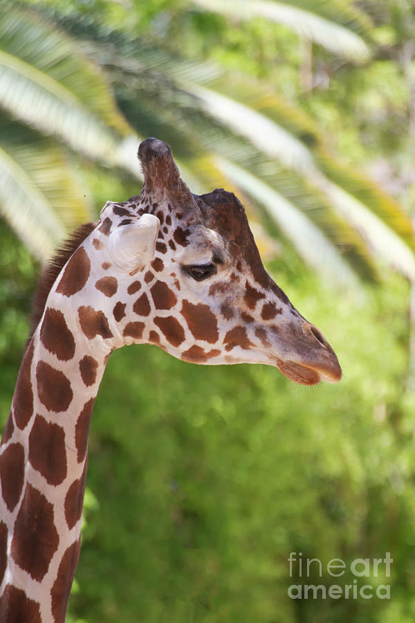 Giraffe and Palm Fronds Photograph by Ruth Jolly