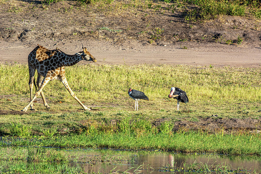 Giraffe and Storks Photograph by Douglas Wielfaert