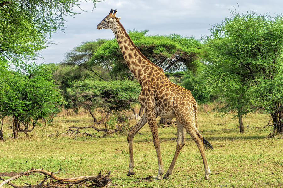 Giraffe at a Gallop Photograph by Betty Eich