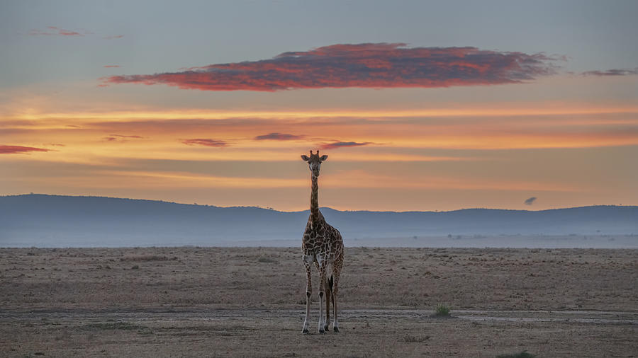 Wildlife Photograph - Giraffe At Masai Mara Sunrise Time by Sheila Xu