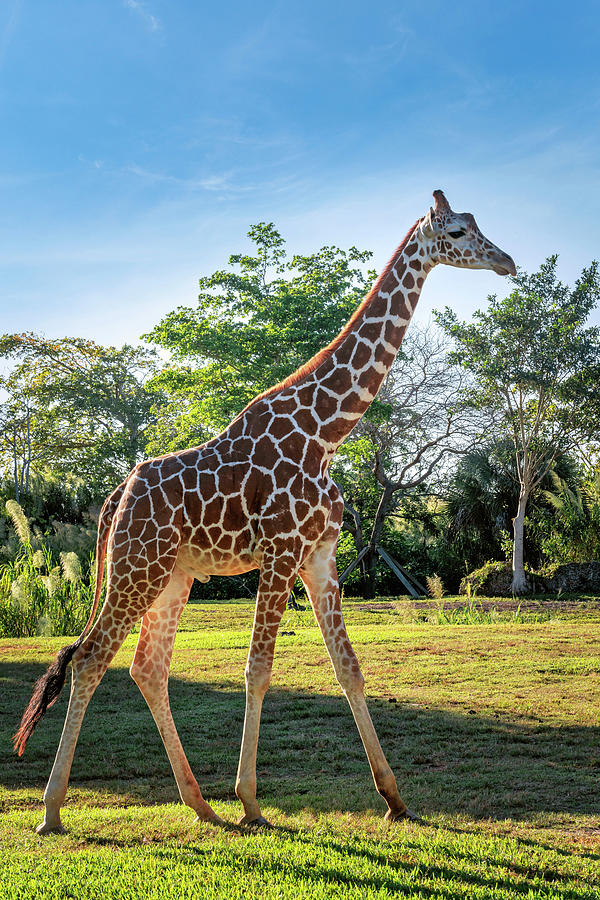 Giraffe At Miami Zoo, Florida Digital Art by Laura Zeid