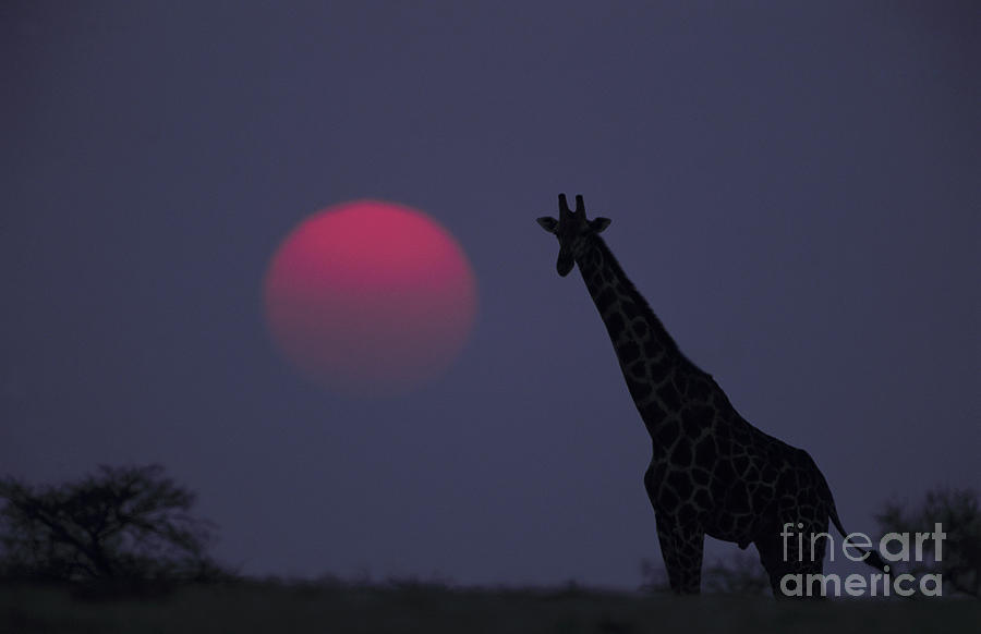 Giraffe At Sunrise Photograph by Theo Allofs