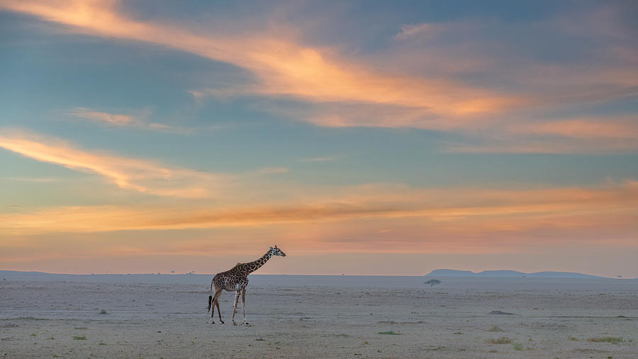 giraffe sunrise