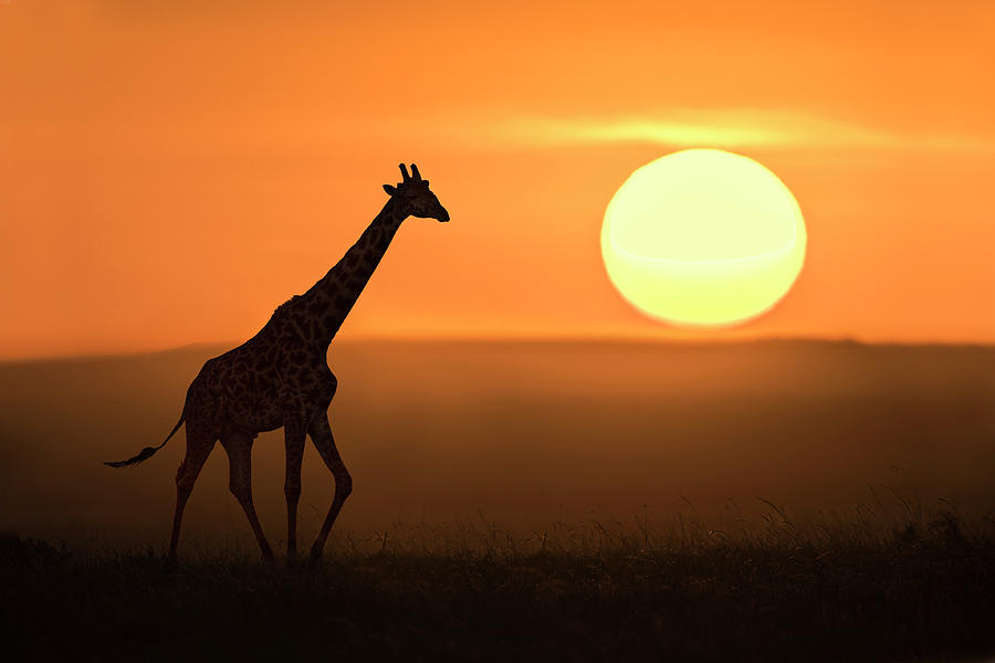 Wildlife Photograph - Giraffe At Sunrise by Xavier Ortega