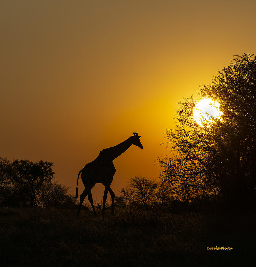 Nature Photograph - Giraffe At Sunset by Ja Ruiz Rivas