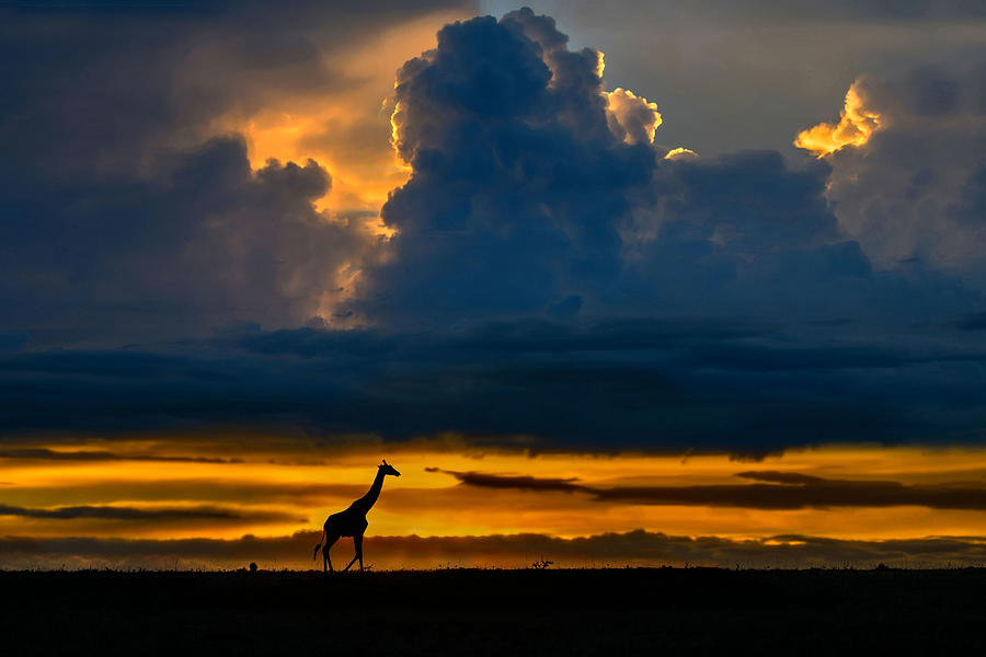 Giraffe At Sunset Photograph by Xavier Ortega
