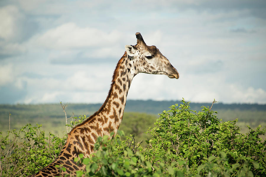 Giraffe At Tarangire Photograph by Photograph By Kyle Hammons