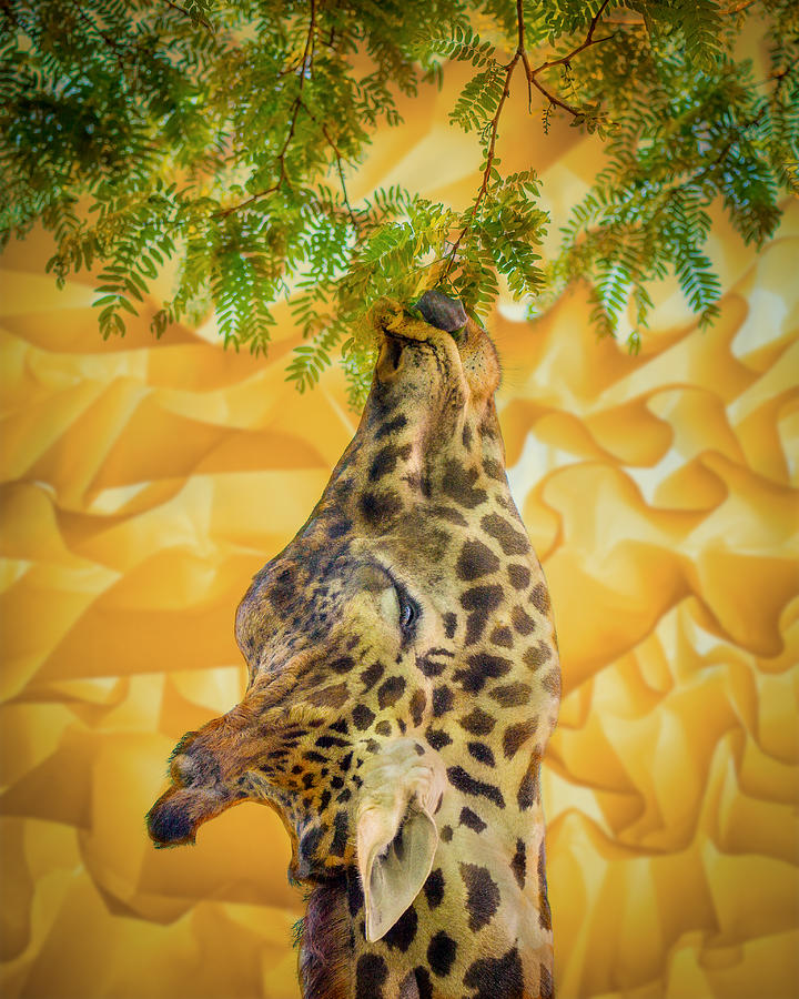 Animal Photograph - Giraffe At The Zoo by Ed Esposito